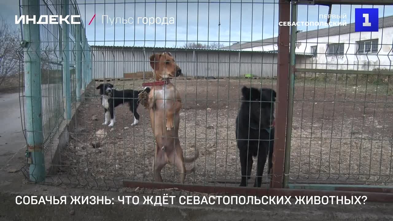 ТВ :: СМИ :: Репортажи