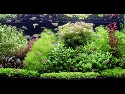 Aquascaping, Nature aquarium