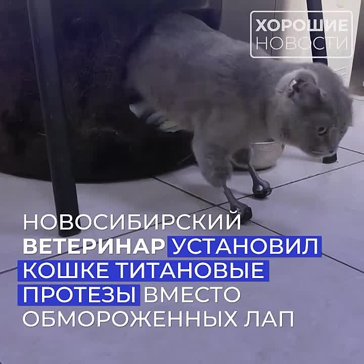 Фильмы про котов