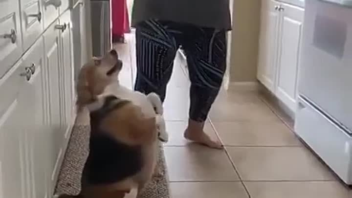 Животные