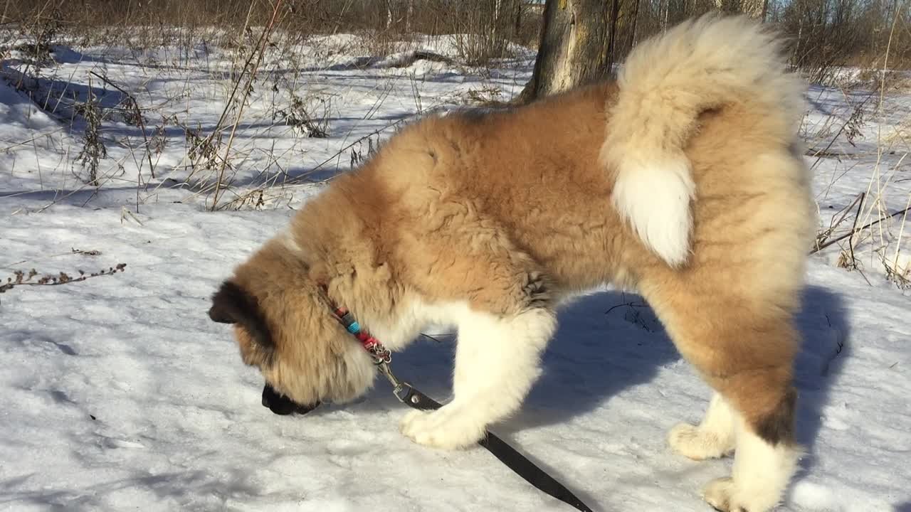 Мелисса