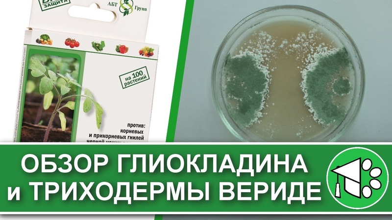 ПЕРМАКУЛЬТУРА