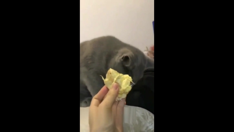 животные