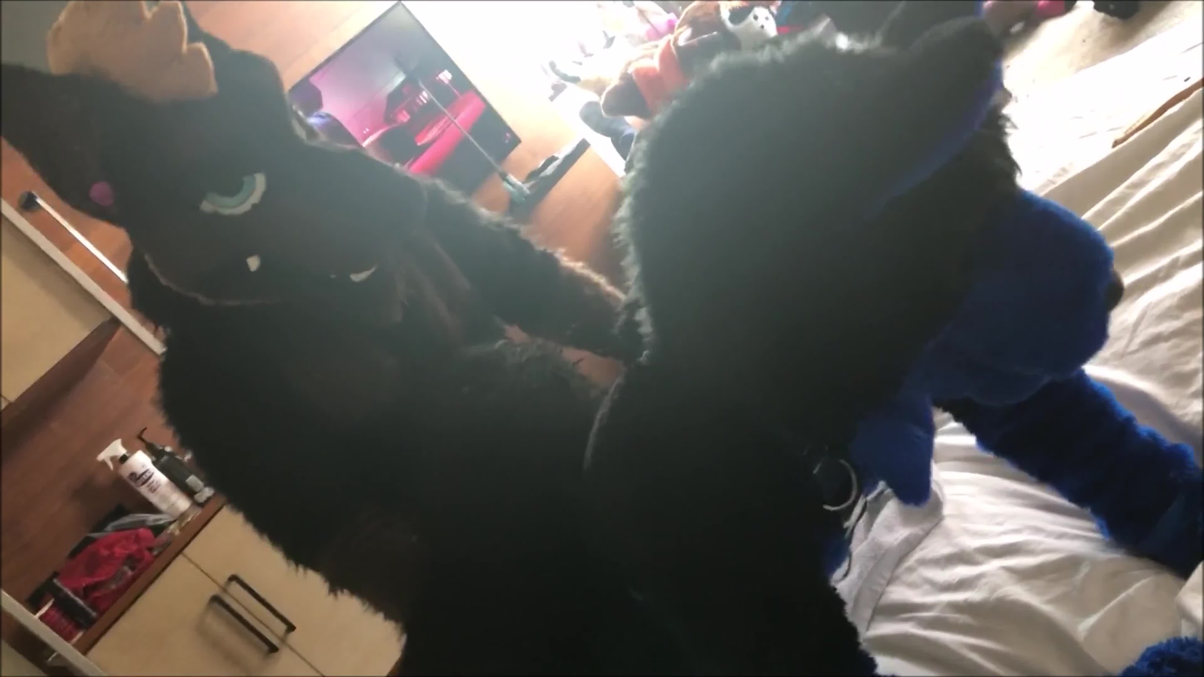 Furry yiff fursuit