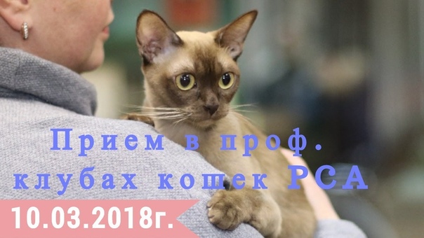 Клубы кошек PCA