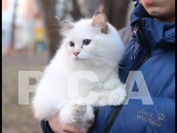 Выставка кошек PCA 22-23.04.2017г.