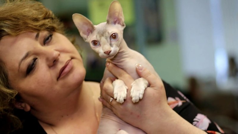 Выставки кошек в формате online