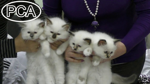 Питомники кошек