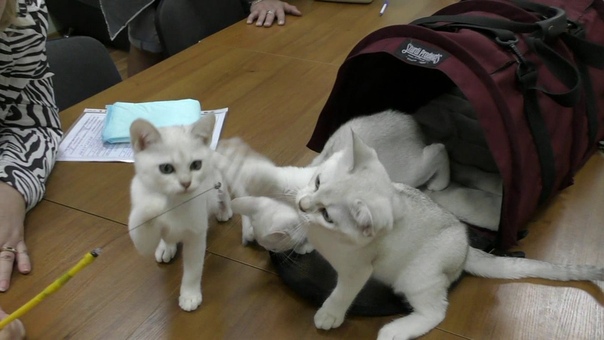 Породы кошек