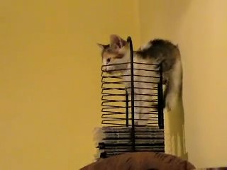 Коты и котята