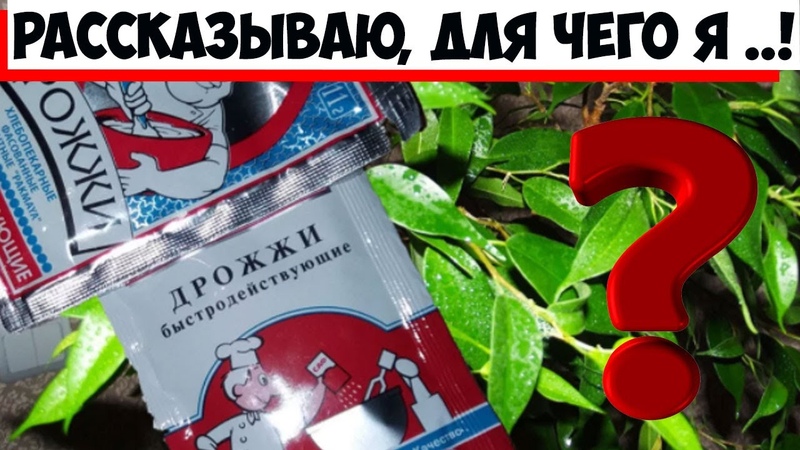 дом
