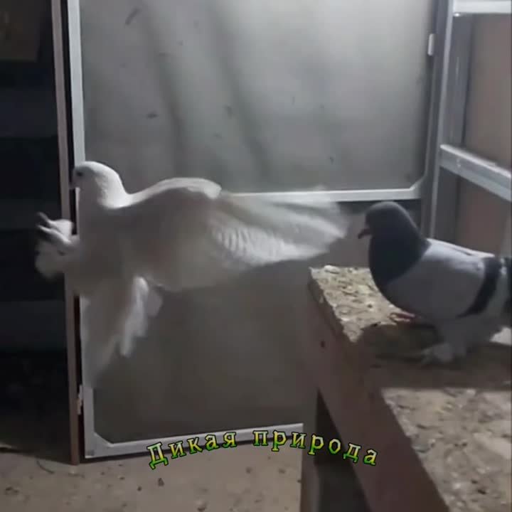 видосики 2