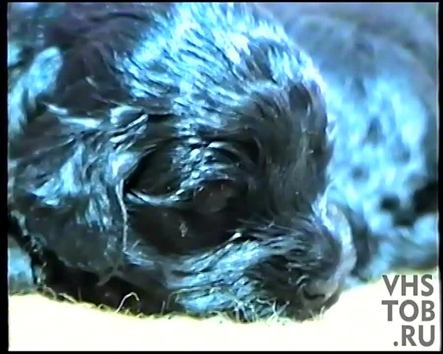 Питомцы