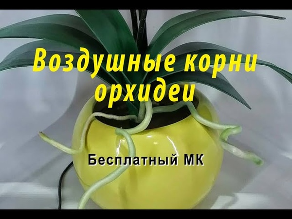 орхидея