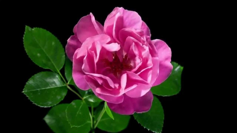 Природа