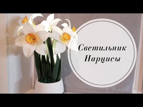 Нарцисс