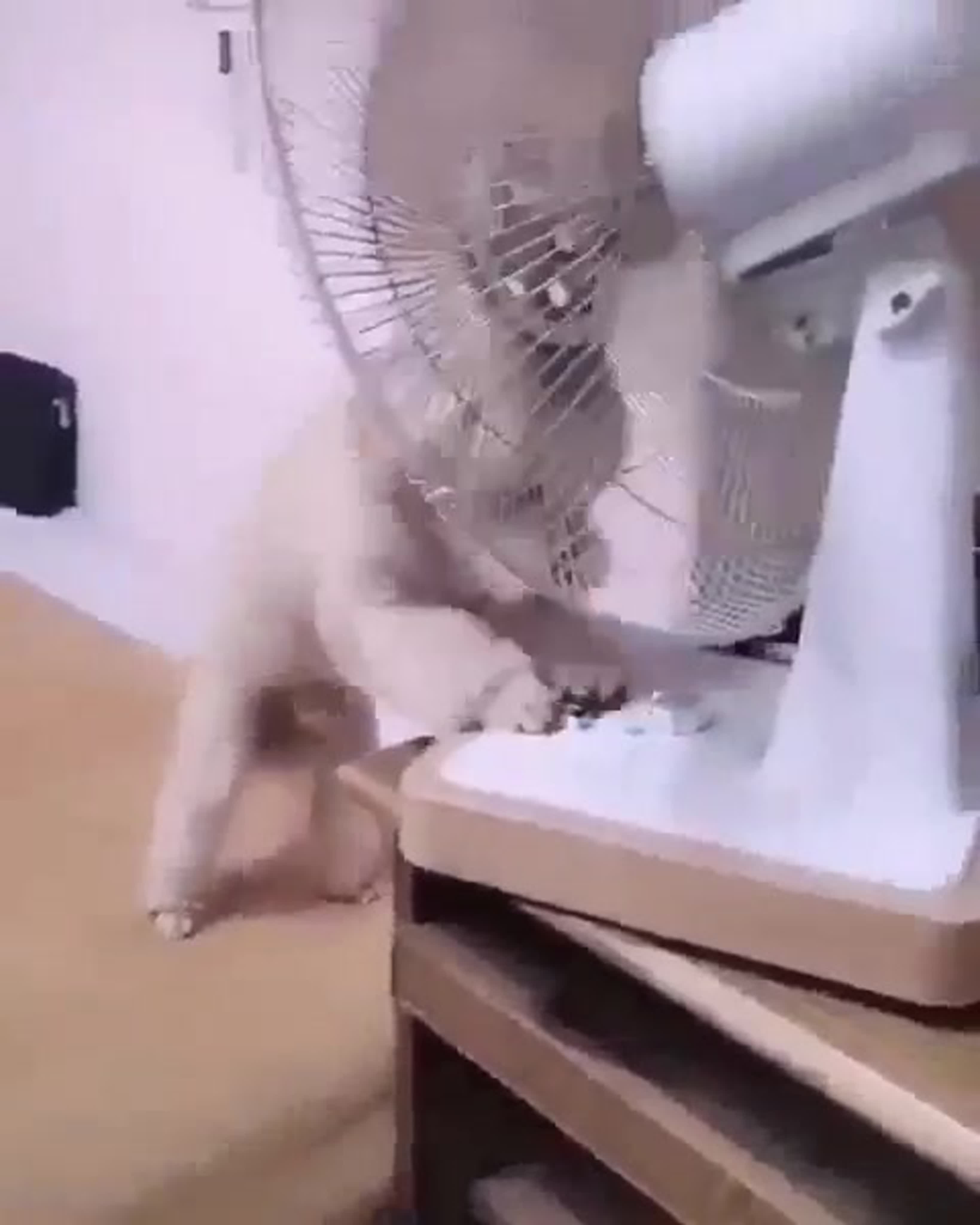 про животных