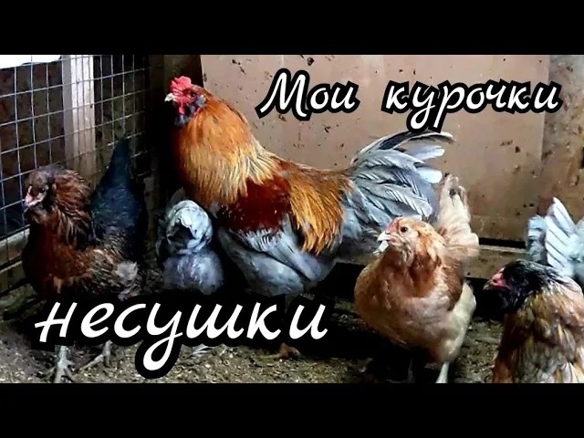 Несушки