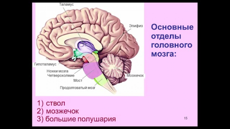 Химия мозга