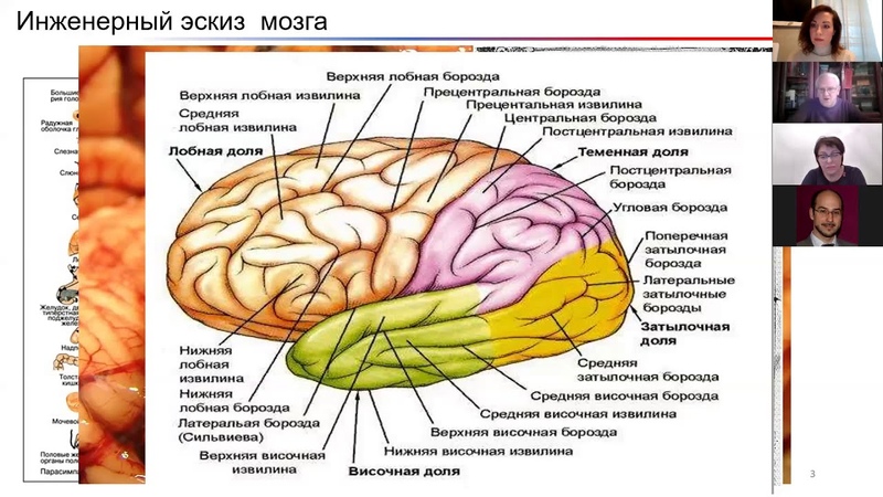 д-р биол. наук А.Я. Каплан
