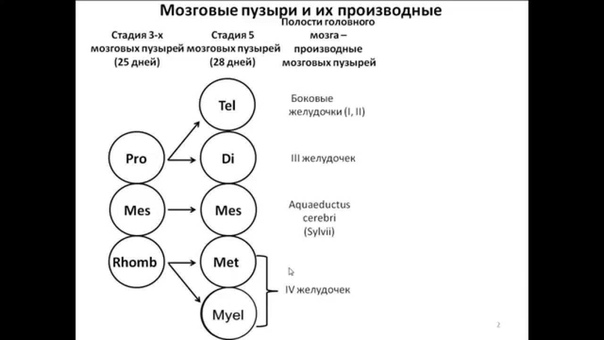 проф. В.А. Изранов