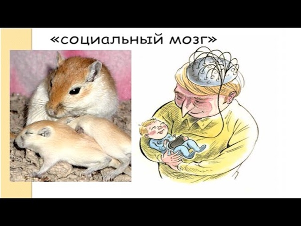 д-р биол. наук Е.П. Крученкова