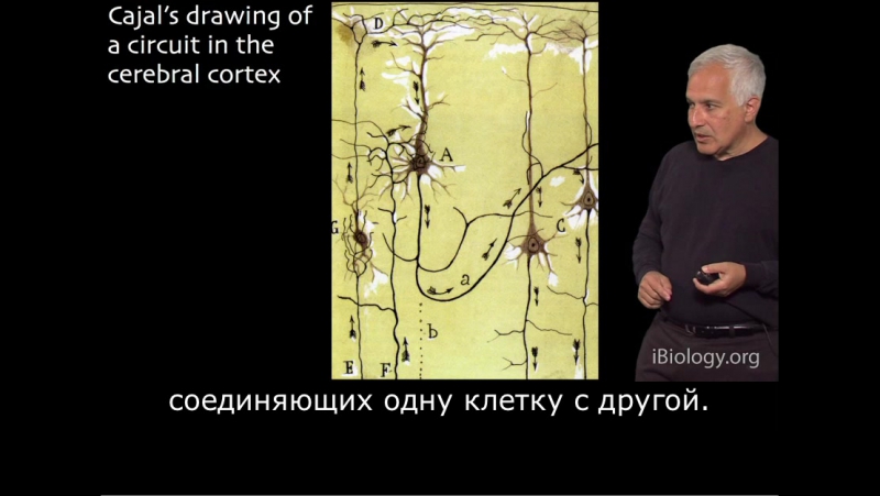 Джефф Лихтман