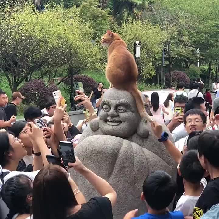 Эти забавные животные