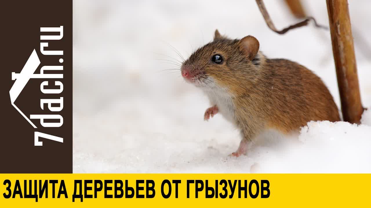 Сад