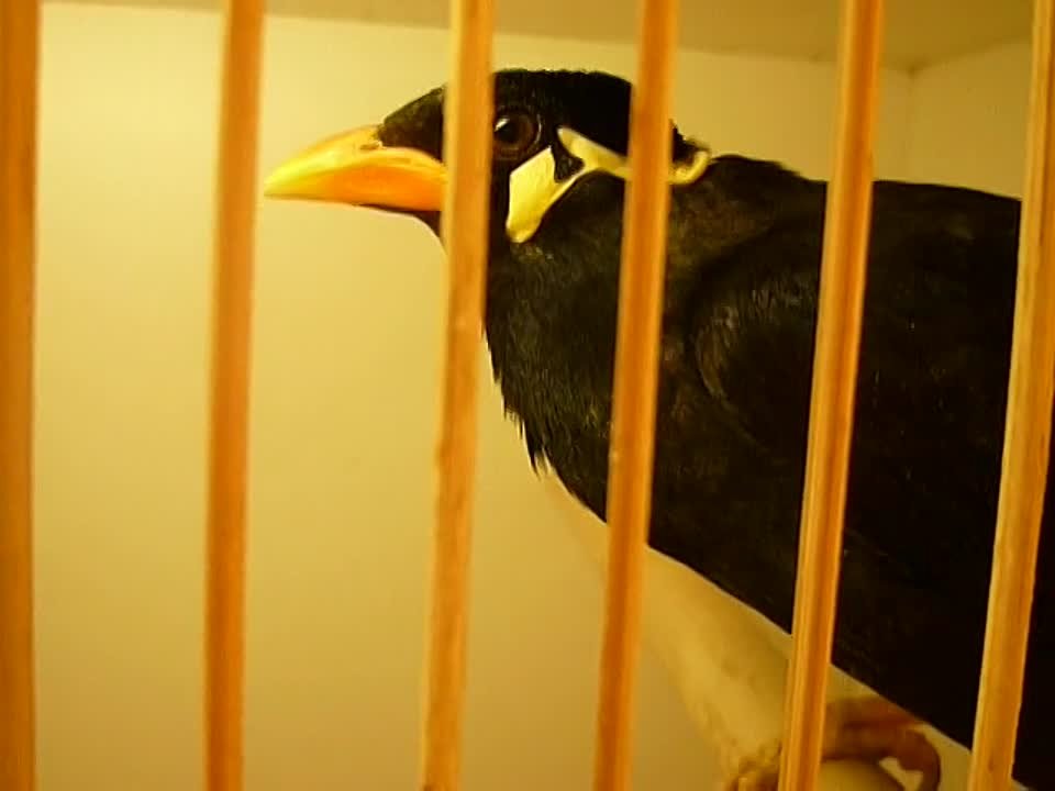 Птицы.