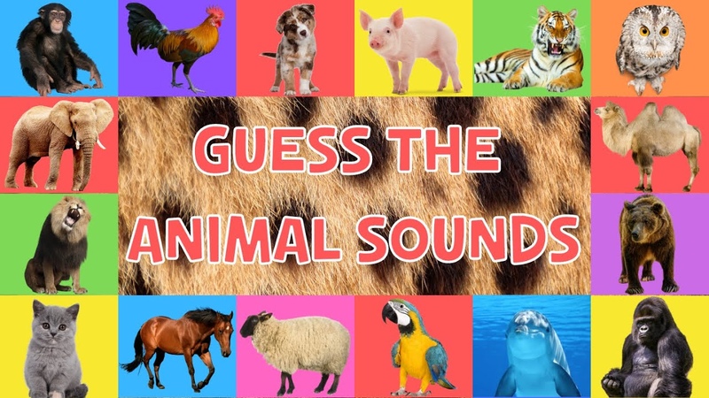 ANIMALS