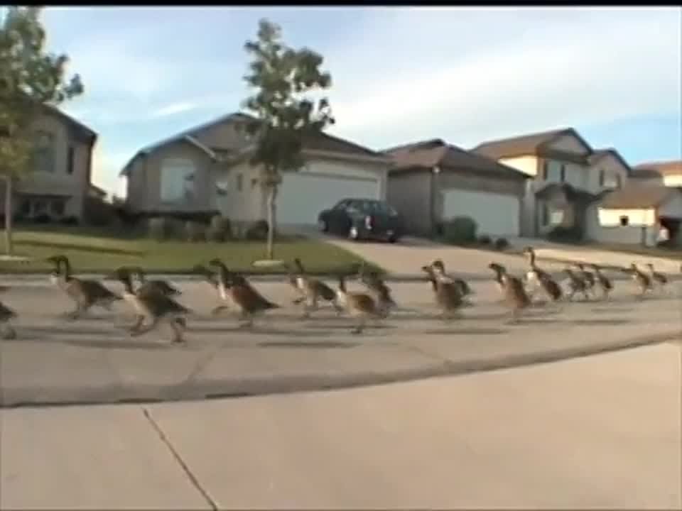 Животные