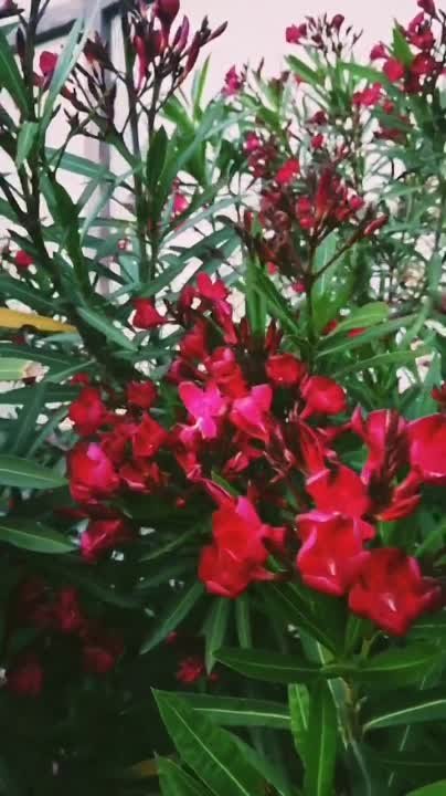 ● Вот так живём (я и не только.)
