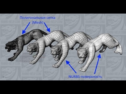 Rhinoceros