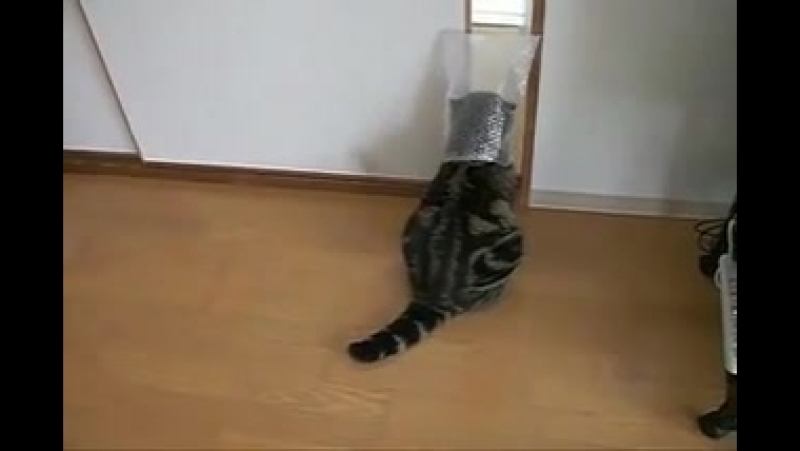кот Мару