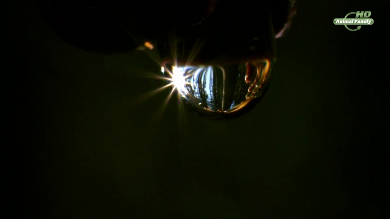 Дыхание природы...