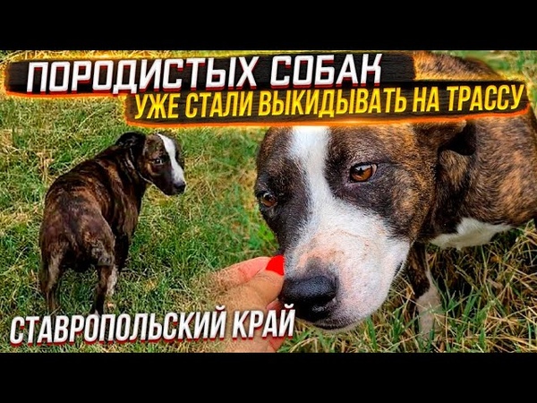 Гаяна и хвостика