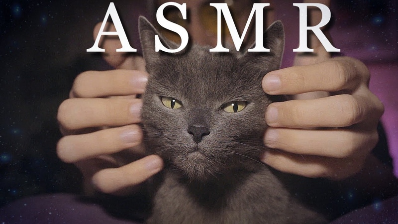 Котики