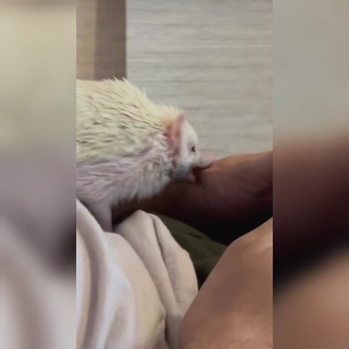 Ёжики