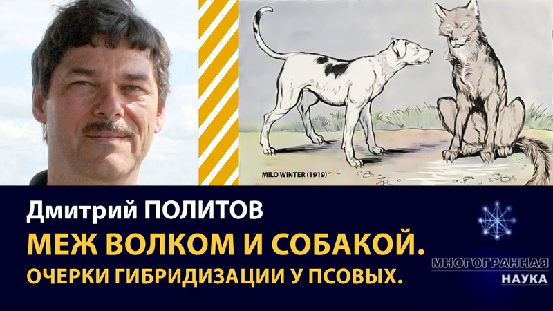 Волки