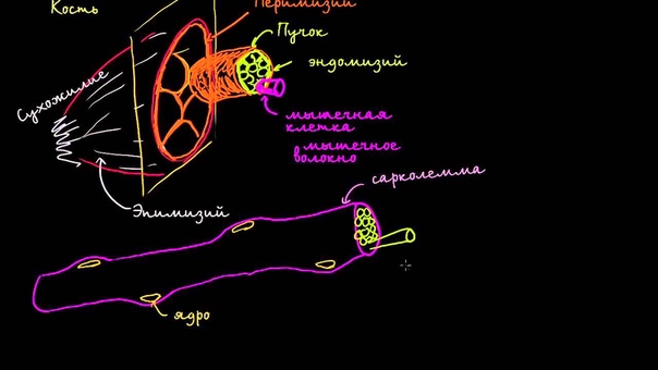 Khan Academy: Биология человека