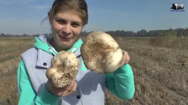 Грибы