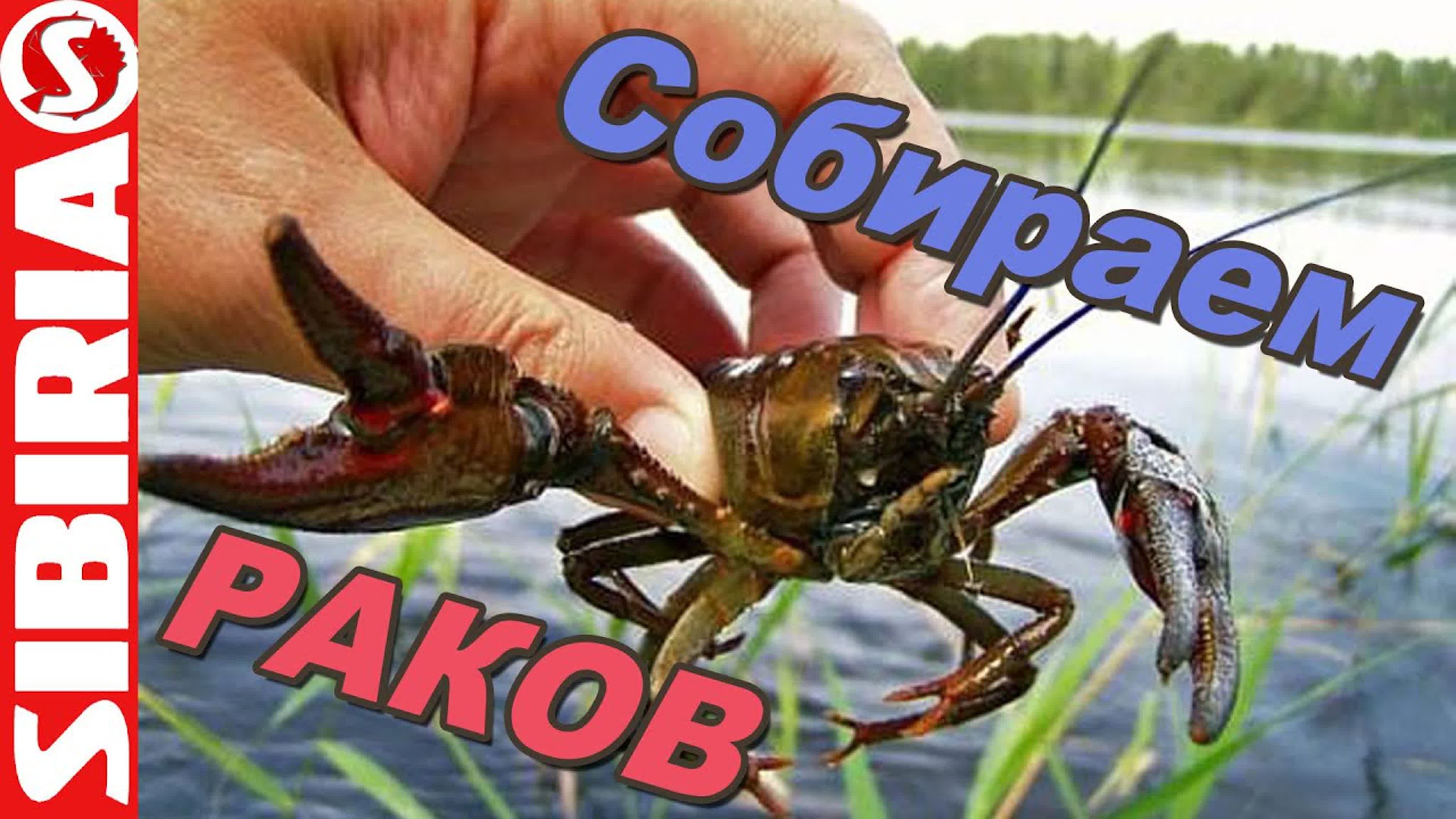 раки