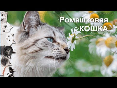 Коты