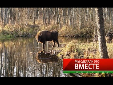 Чернобыль
