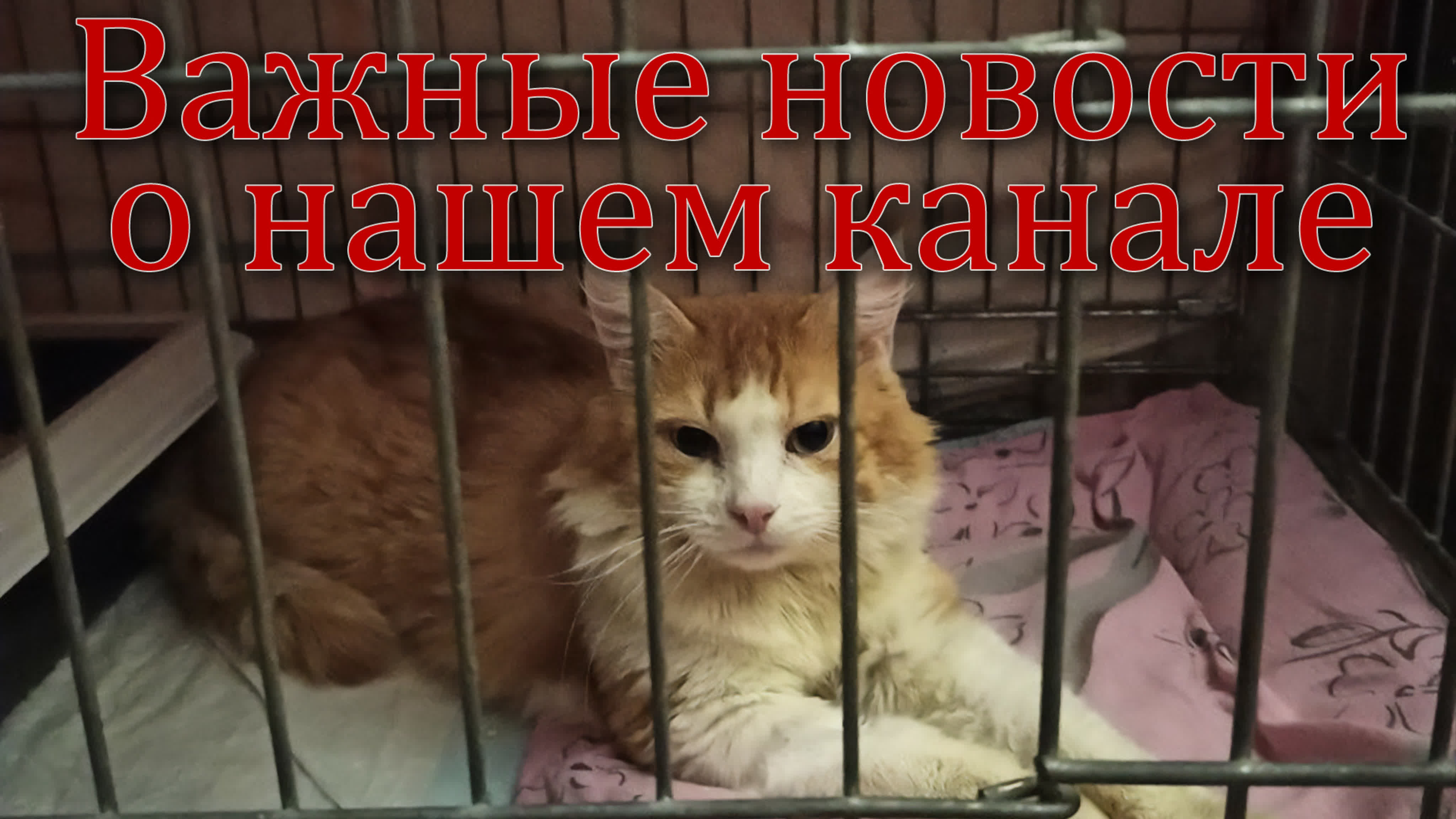 Подкасты