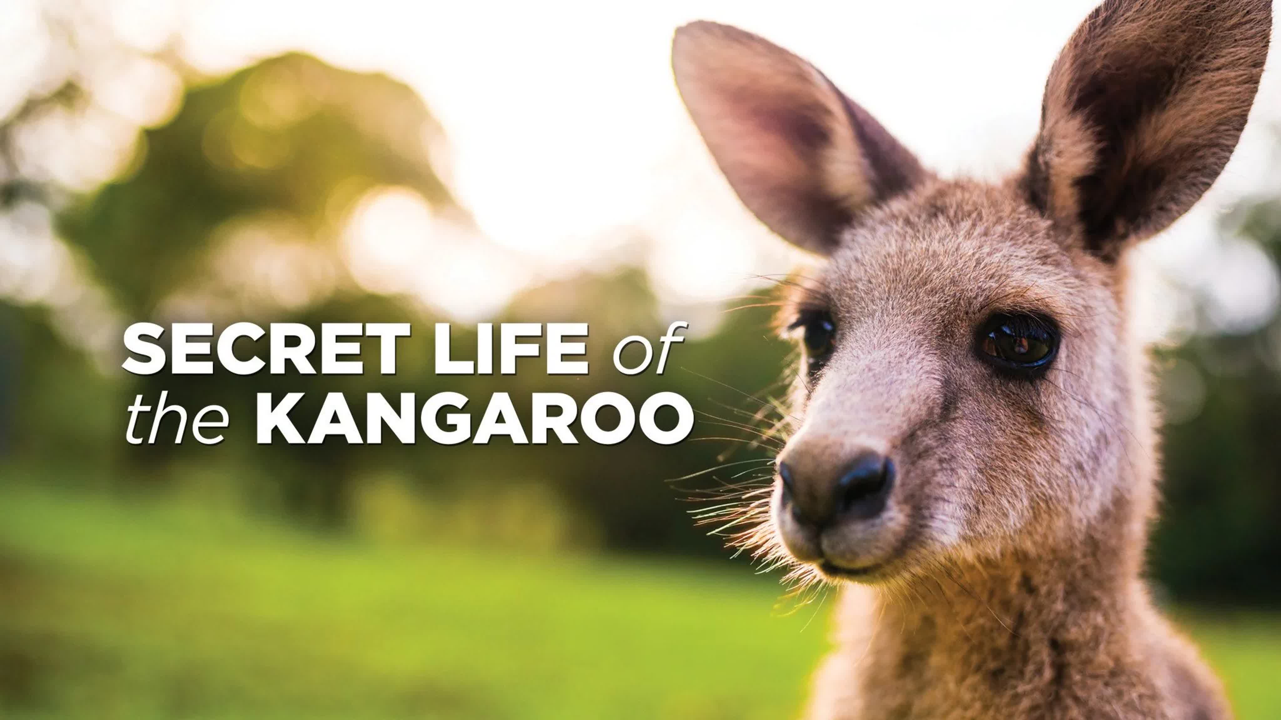 Тайная жизнь кенгуру / Secret Life of the Kangaroo (2016)