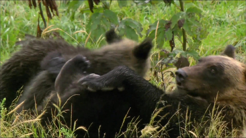 Дикая природа Японии / Wildes Japan (Japan's Wild Secrets) (2009)