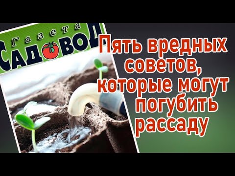 О СЕМЕНАХ И РАССАДЕ ОГОРОДНЫХ КУЛЬТУР.