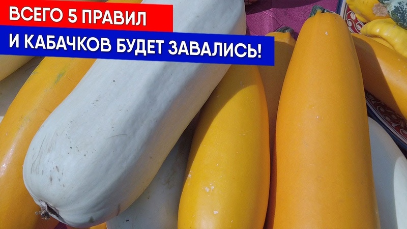 КАБАЧКИ